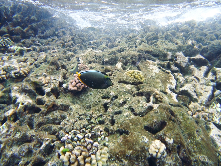 Molokini Crater Snorkeling with Four Winds Maui-12