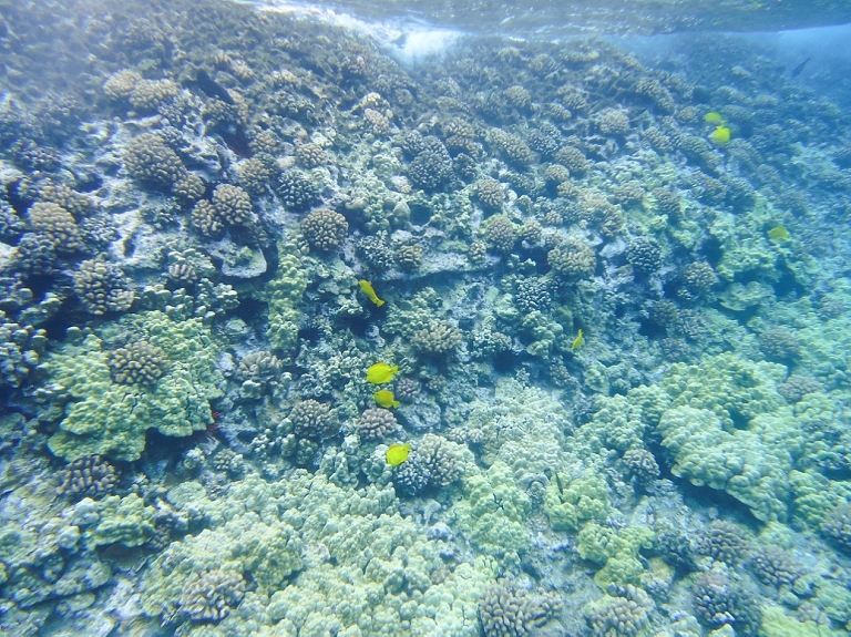 Molokini Crater Snorkeling with Four Winds Maui-14