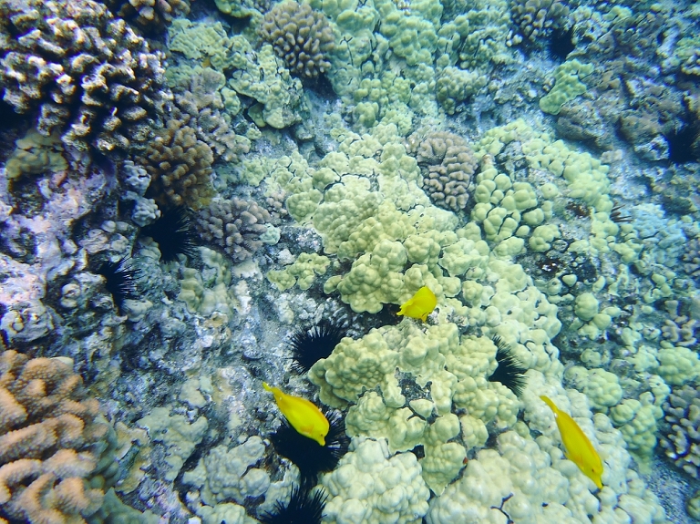 Molokini Crater Snorkeling with Four Winds Maui-15