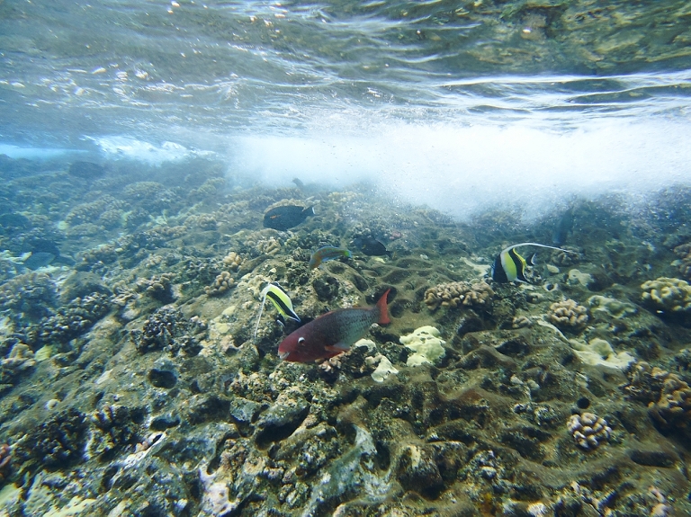 Molokini Crater Snorkeling with Four Winds Maui-20