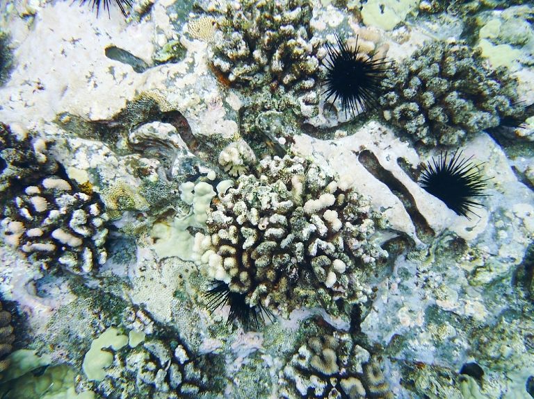 Molokini Crater Snorkeling with Four Winds Maui-21