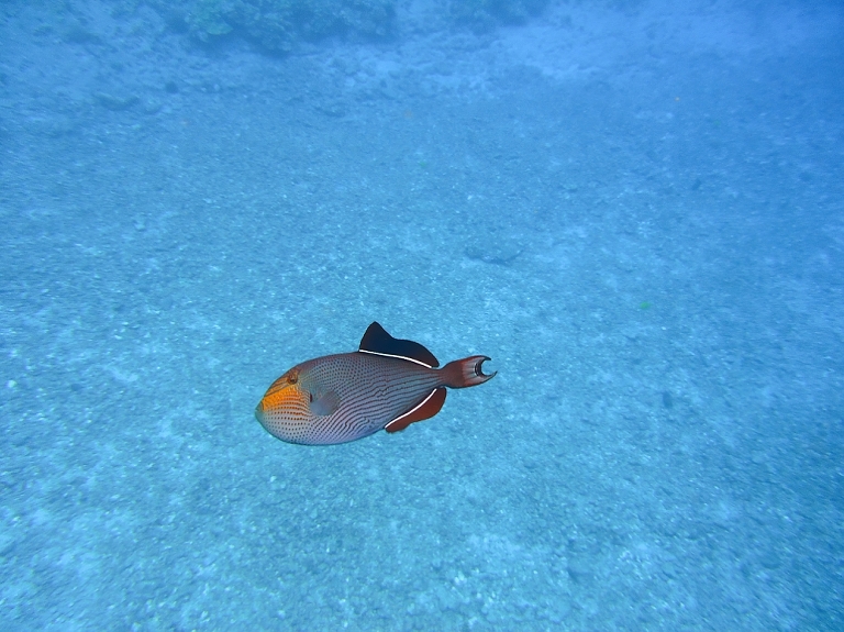 Molokini Crater Snorkeling with Four Winds Maui-23