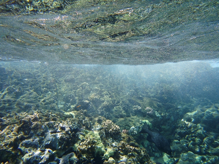 Molokini Crater Snorkeling with Four Winds Maui-3