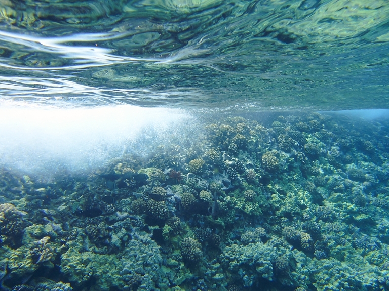 Molokini Crater Snorkeling with Four Winds Maui-5