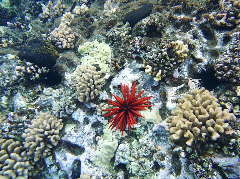 Molokini Crater Snorkeling with Four Winds Maui-7