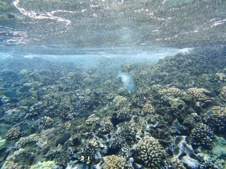Molokini Crater Snorkeling with Four Winds Maui-8