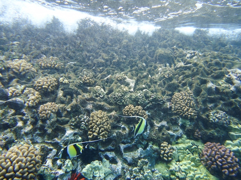 Molokini Crater Snorkeling with Four Winds Maui-9