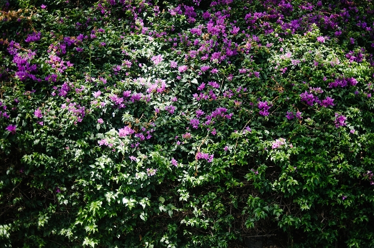 maui travel photography jasmine nicole photo -28