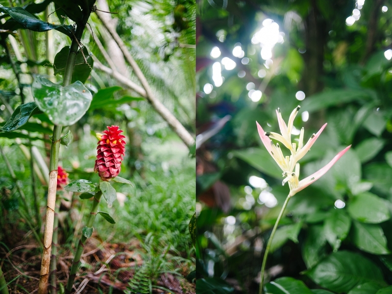 maui travel photography jasmine nicole photo -38