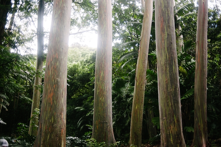 maui travel photography jasmine nicole photo -48