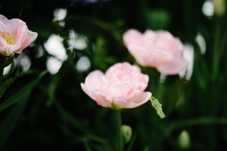 volunteer park seattle jasmine nicole photography-9
