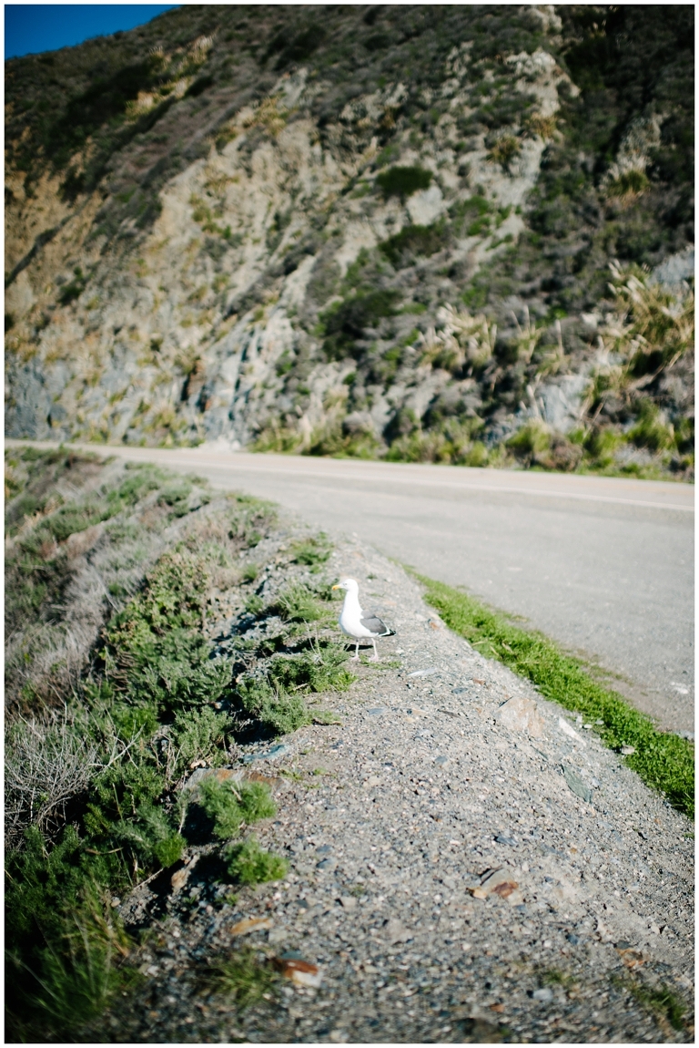 West Coast Road Trip Part 2 Wildlyspun.com Jasmine Pulley California Big Sur Pacific Highway-23