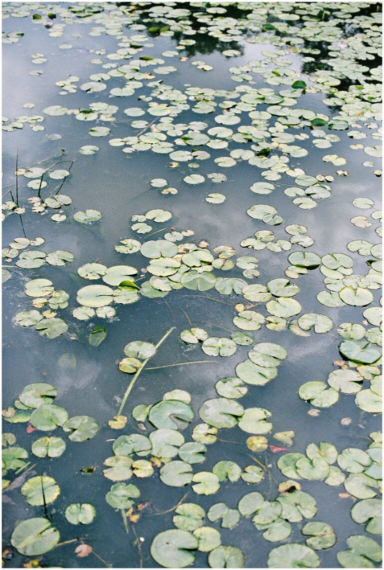 nature image of lily pad in lagoon on 35mm film
