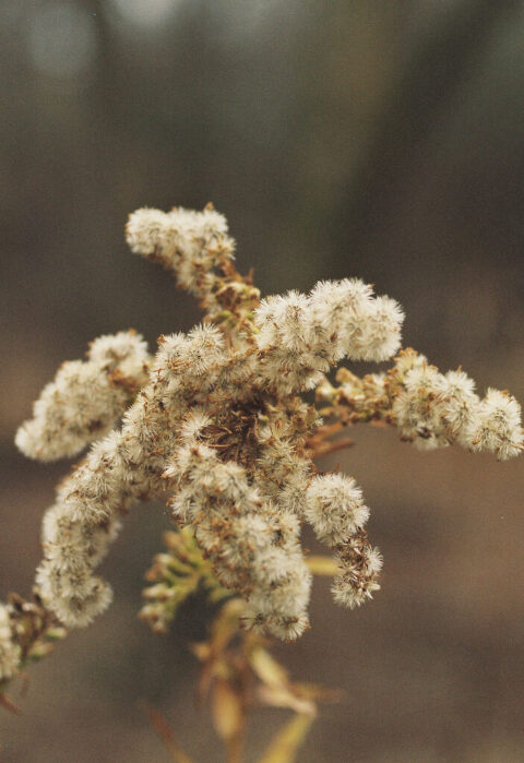 nature image dried plant in the fall chicago nature preserve 