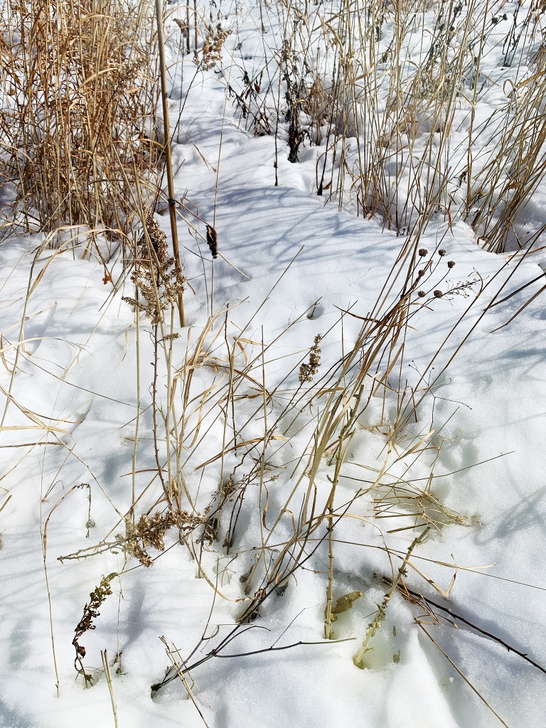 nature image of plants in snow and grass 